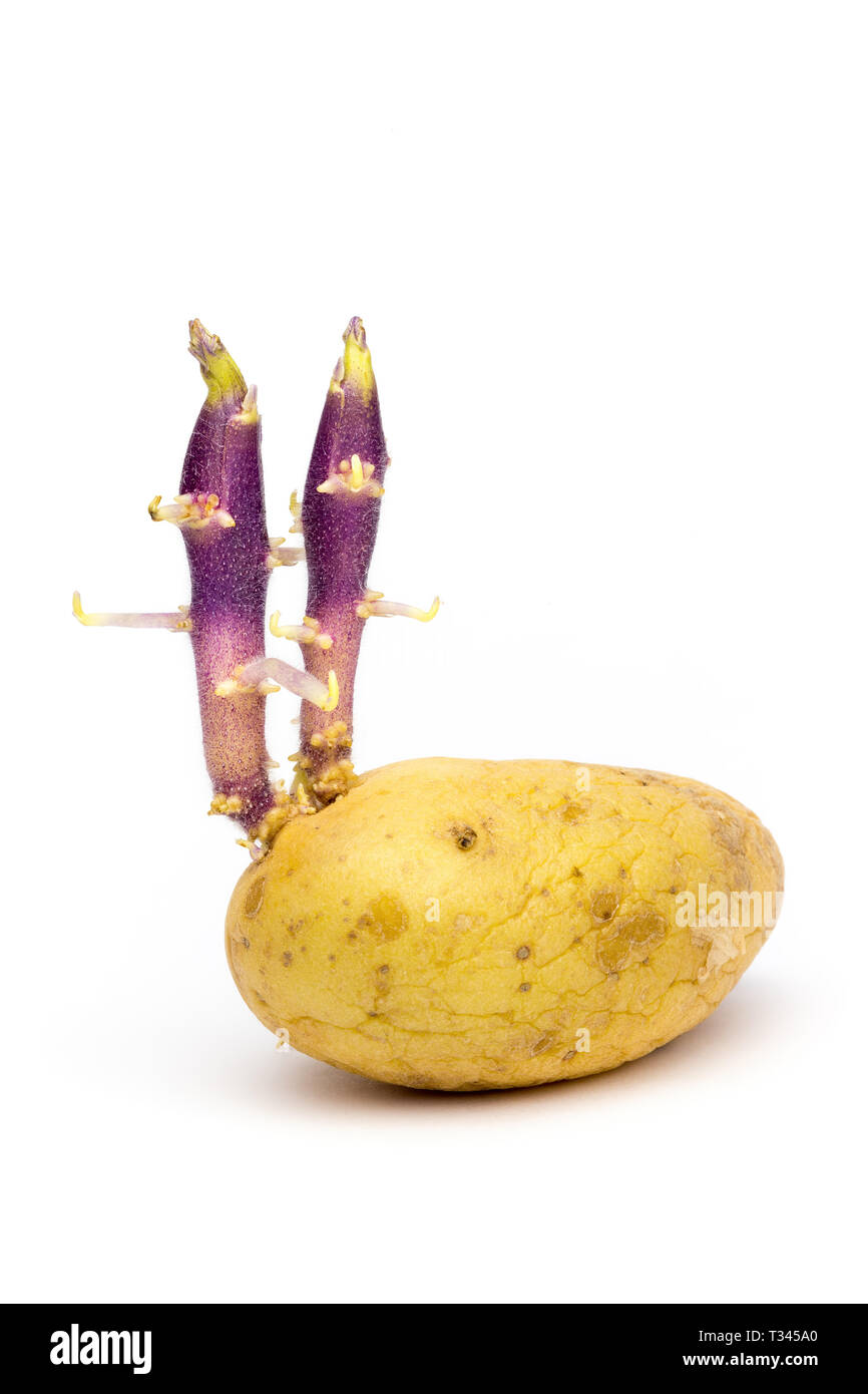 Germinating potato with two stems isolated on white background Stock Photo