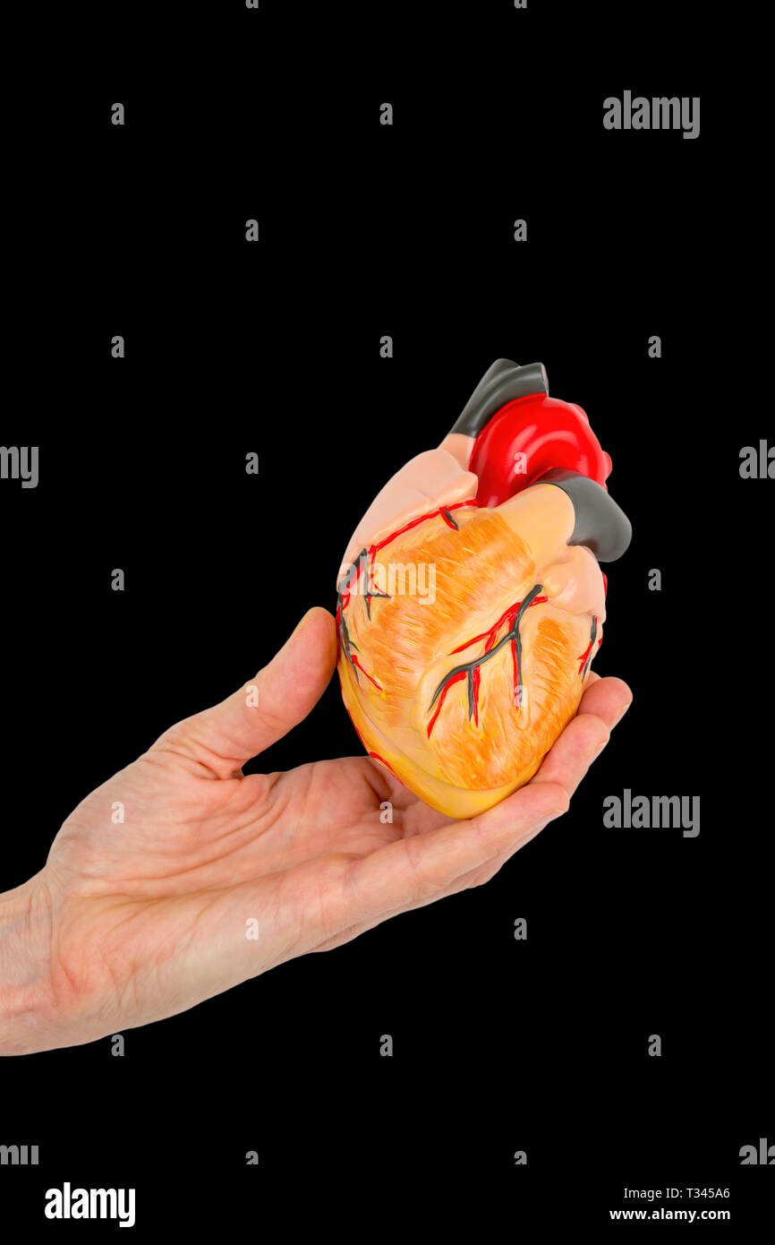 Female hand holds human heart model isolated on black background Stock Photo