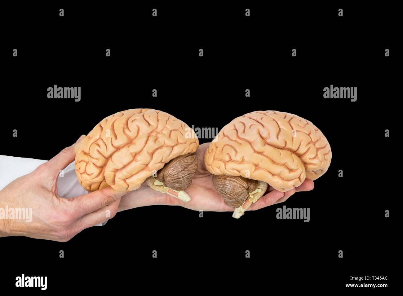 Hands hold human brains model isolated on black background Stock Photo
