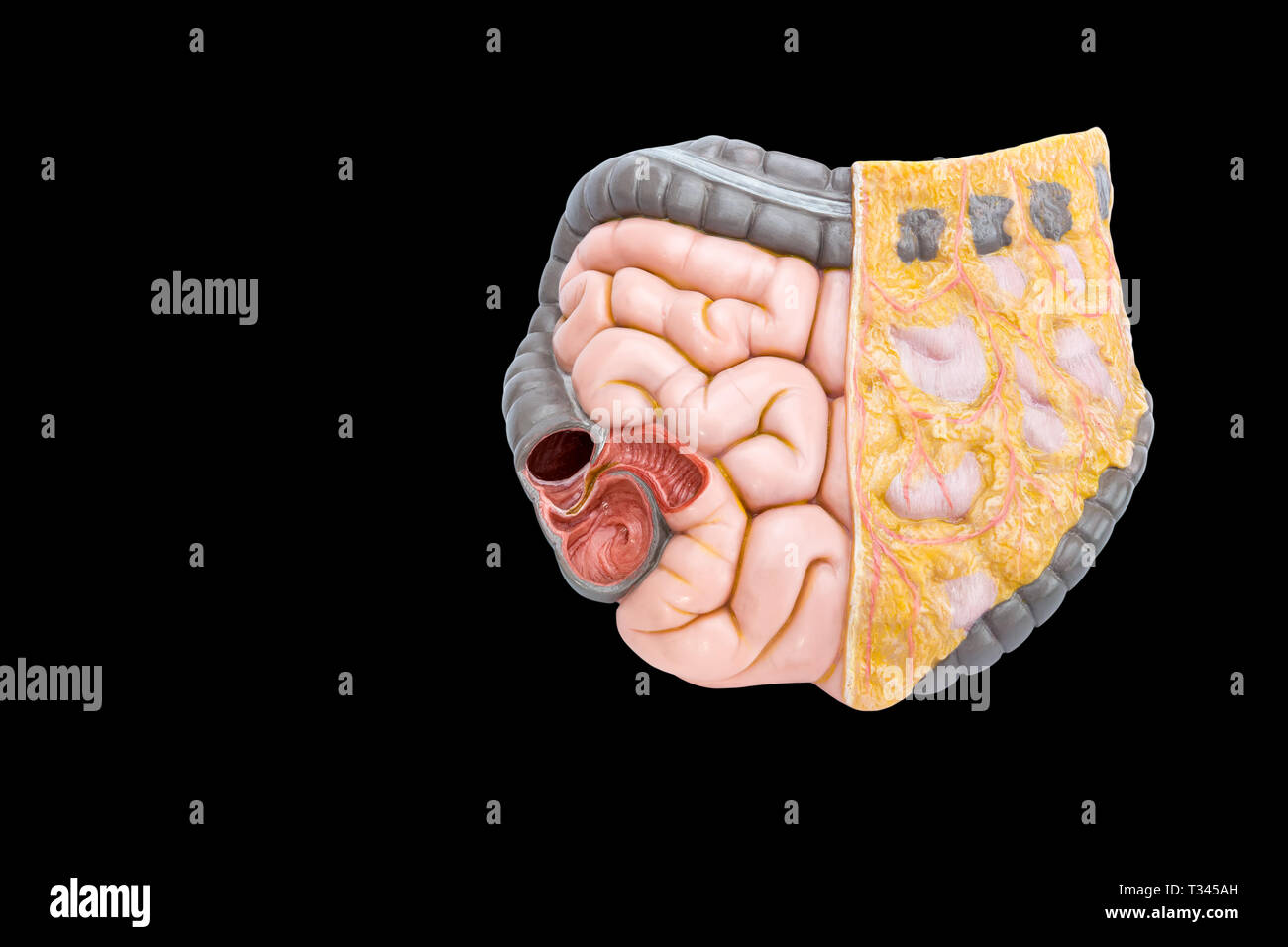 Human intestines model isolated on black background Stock Photo