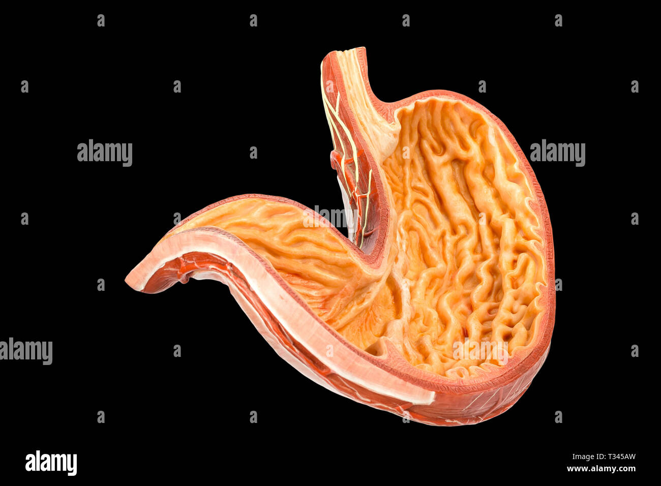 Inside of human stomach model isolated on black background Stock Photo