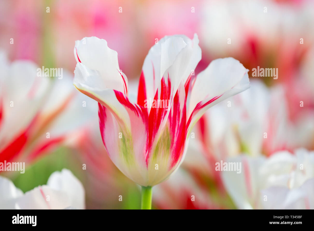 One white with red colored tulip in dutch tulips field Stock Photo