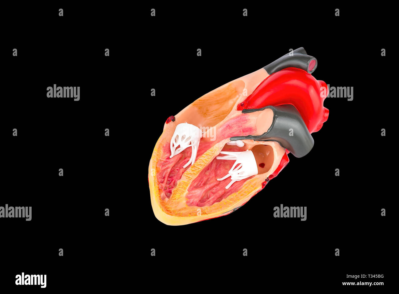 Inside human heart model isolated on black background Stock Photo Alamy