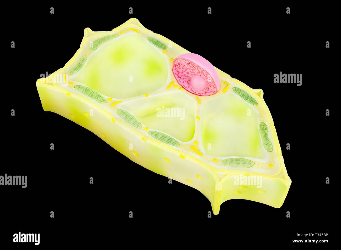 Plant cell model for education isolated on black background Stock Photo