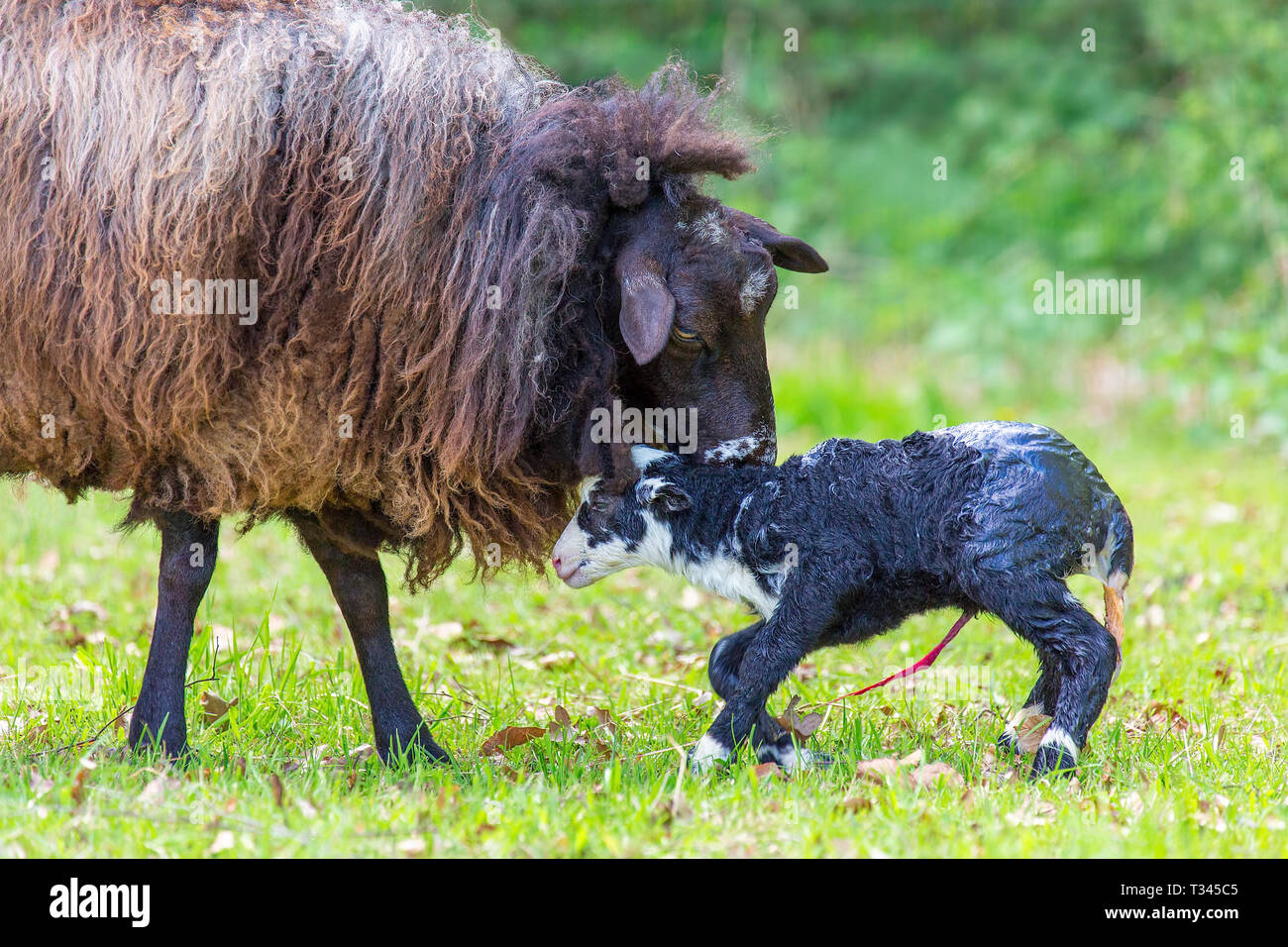 Lamb navel cord hires stock photography and images Alamy