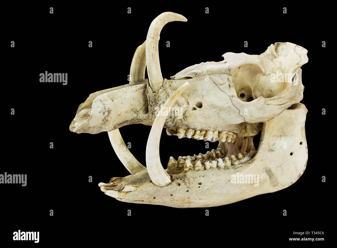 Skull with long tusks and teeth of wild boar isolated on black background Stock Photo