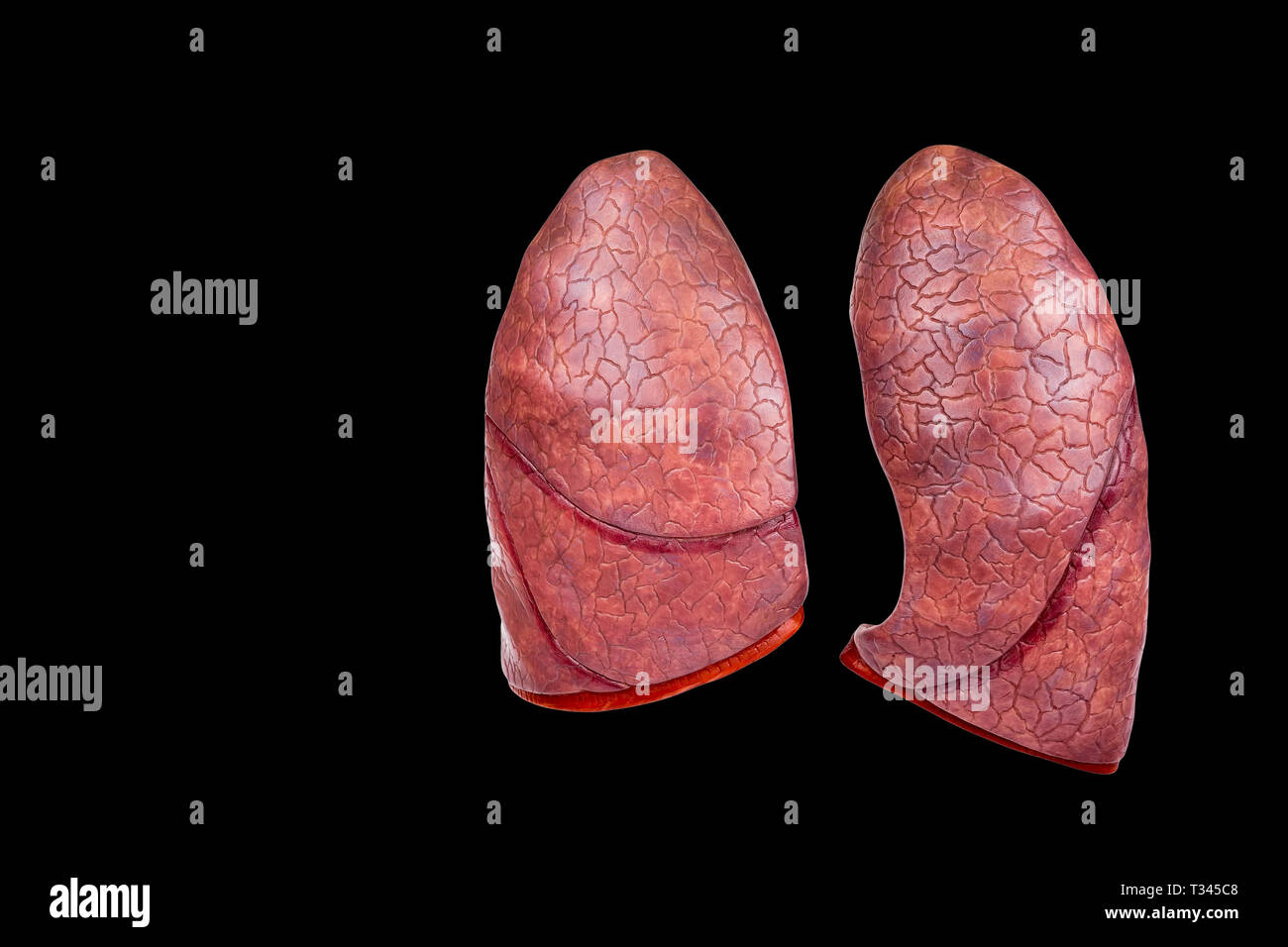 Two human lungs as models isolated on black background Stock Photo