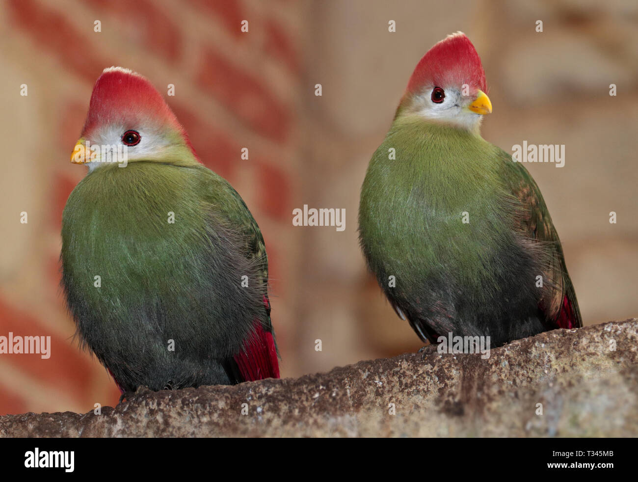 Two Red Crested Turacos (tauraco erythrolophus) Stock Photo