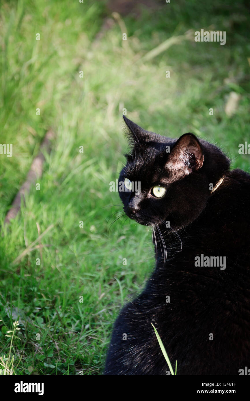 Black cat walking in the green garden grass Stock Photo