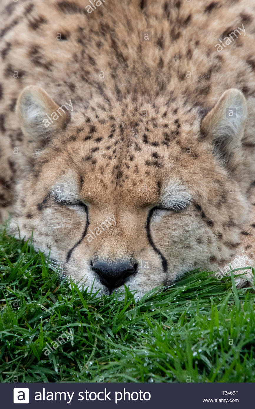 Dartmoor Zoological Park High Resolution Stock Photography and Images
