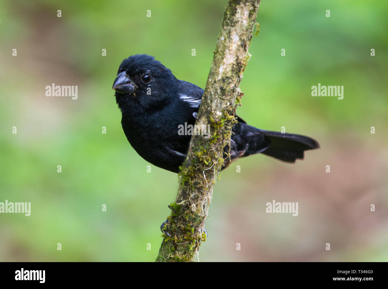 Variable Seed Eater on a branch Stock Photo