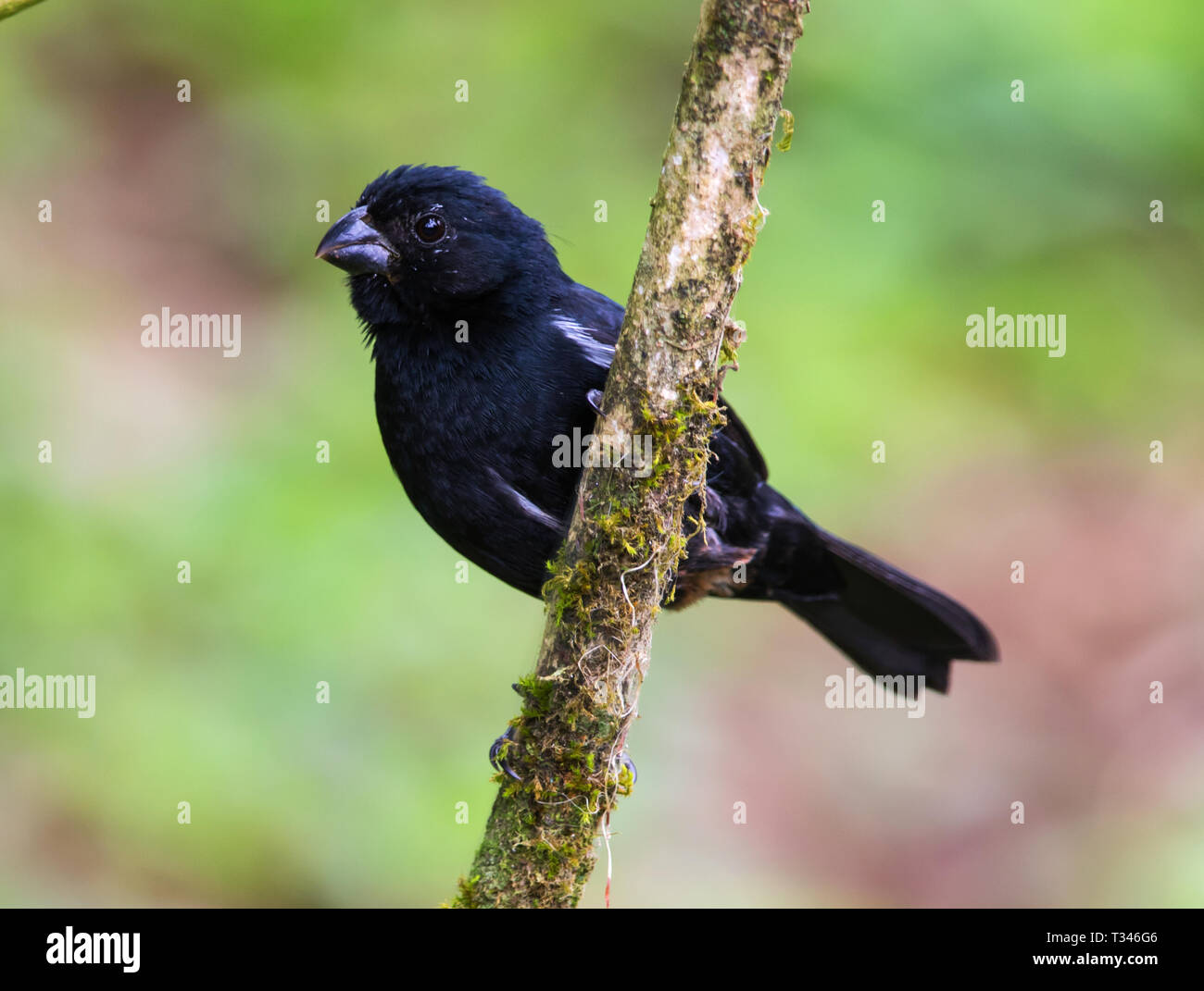 Variable Seed Eater on a branch Stock Photo