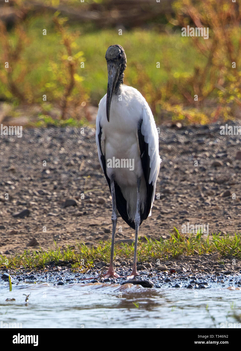 Stork Rica Wood stork at Tarcoles River Costa Rica Stock Photo - Alamy