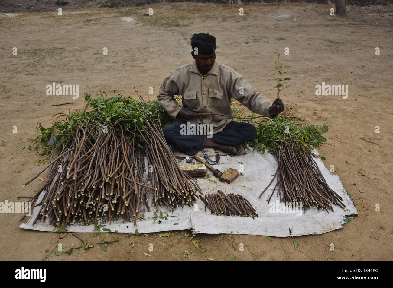 Neem Tree Teeth Clean your teeth hi-res stock photography and images - Alamy
