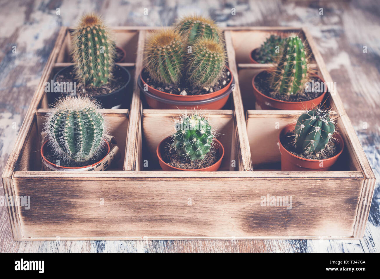 Cacti in wooden box. Photo of various types of cacti. Image toning Stock Photo