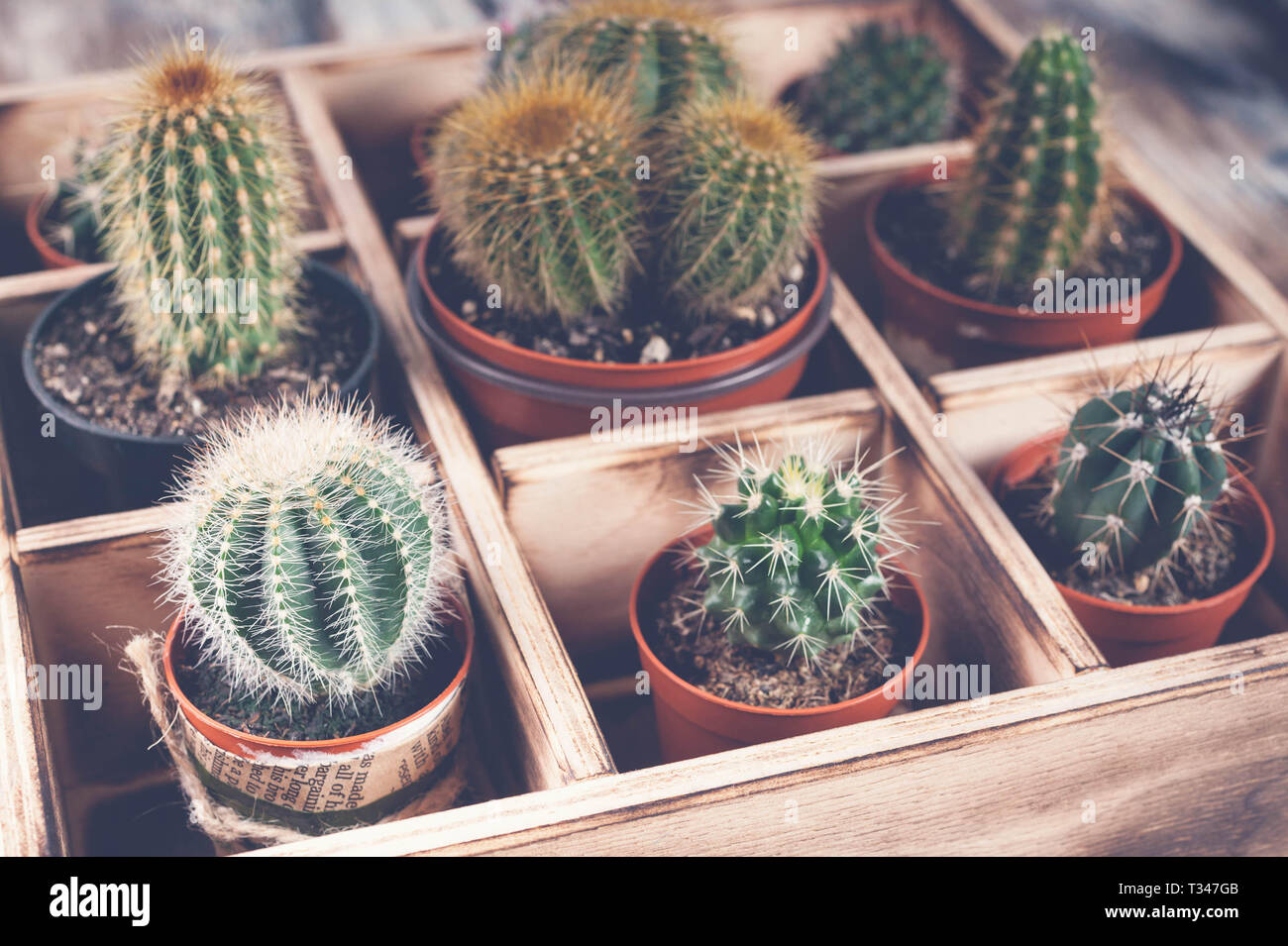 Close-Up Cacti in wooden box. Photo of various types of cacti. Image toning Stock Photo
