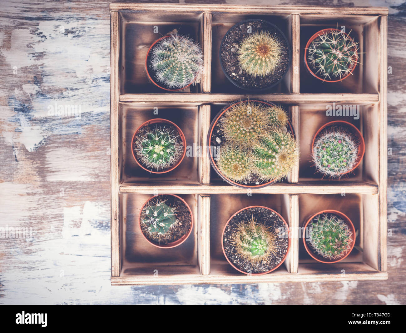 Cacti in wooden box. Photo of various types of cacti. Image toning. Top view Stock Photo