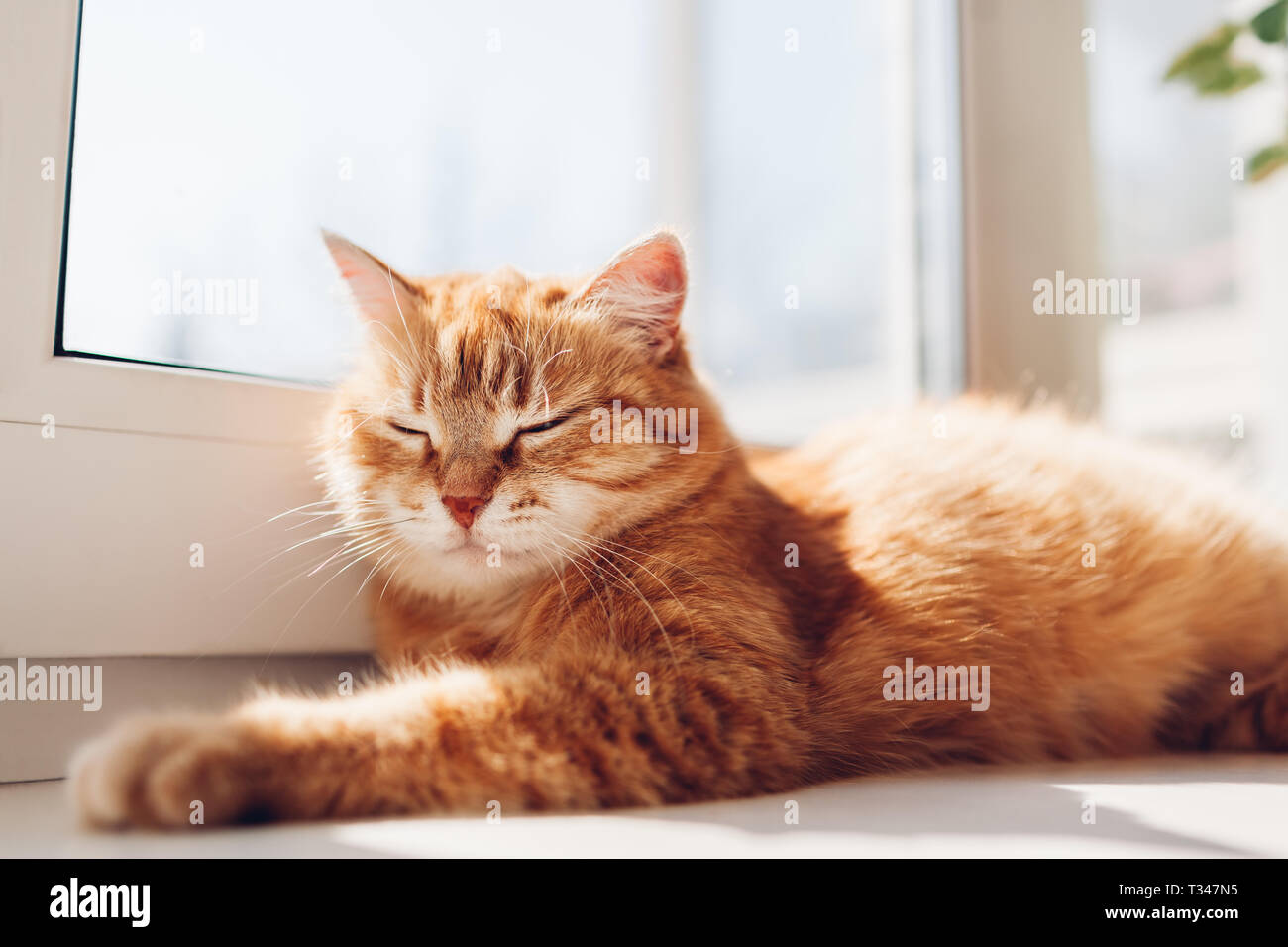 Ginger cat lying on empty bed at home in the morning. Pet enjoying sun. Kitten sleeping Stock Photo - Alamy Ginger cat lying on empty bed at home in the morning. Pet enjoying sun. Kitten sleeping Stock Photo - Alamy