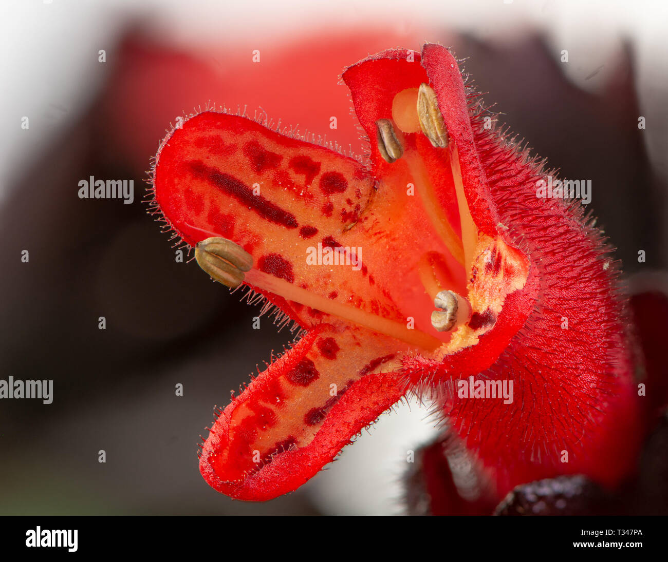 Macro of a red lipstick plant blossom Stock Photo
