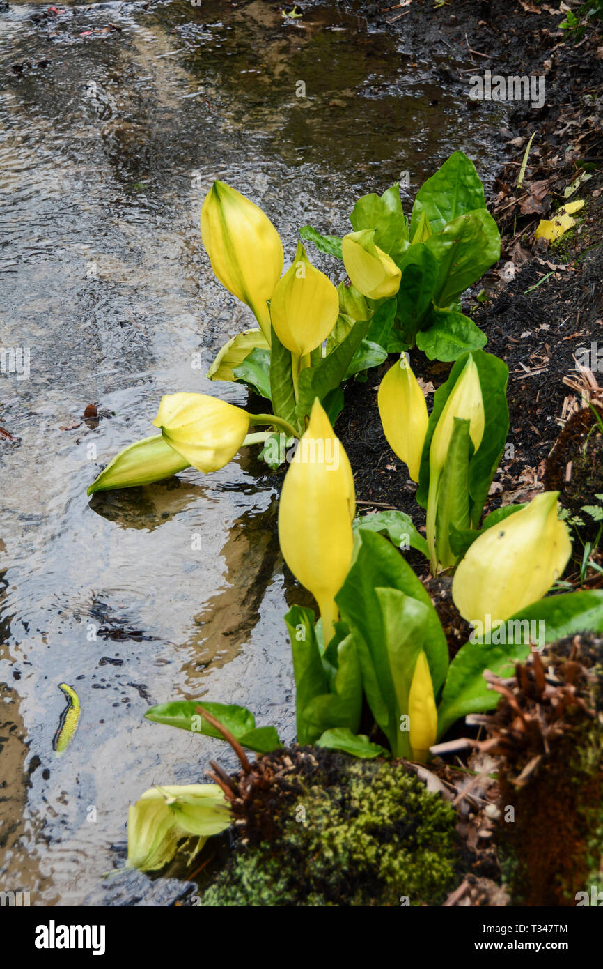 Lysichiton Americanus, Great Bog Arum or skunk cabbage Stock Photo - Alamy