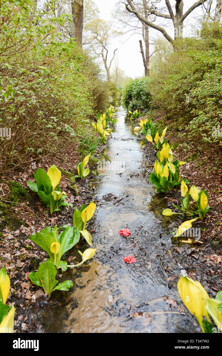 Lysichiton Americanus, Great Bog Arum or skunk cabbage Stock Photo - Alamy