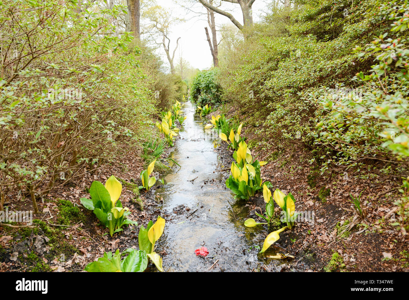 Lysichiton Americanus, Great Bog Arum or skunk cabbage Stock Photo - Alamy