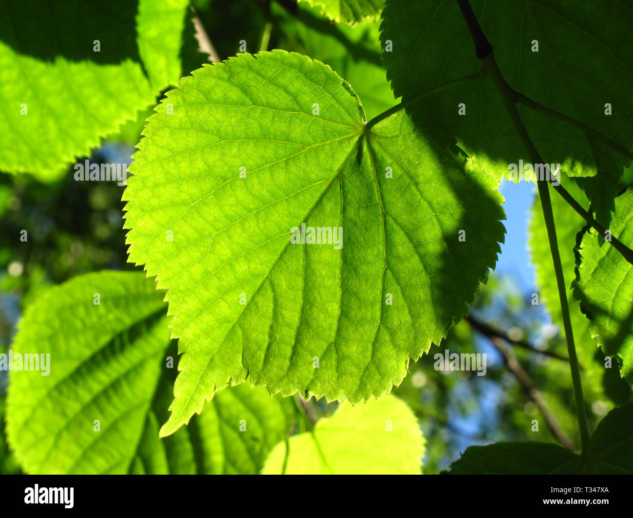 Tree glowing by sunlight hi-res stock photography and images - Alamy