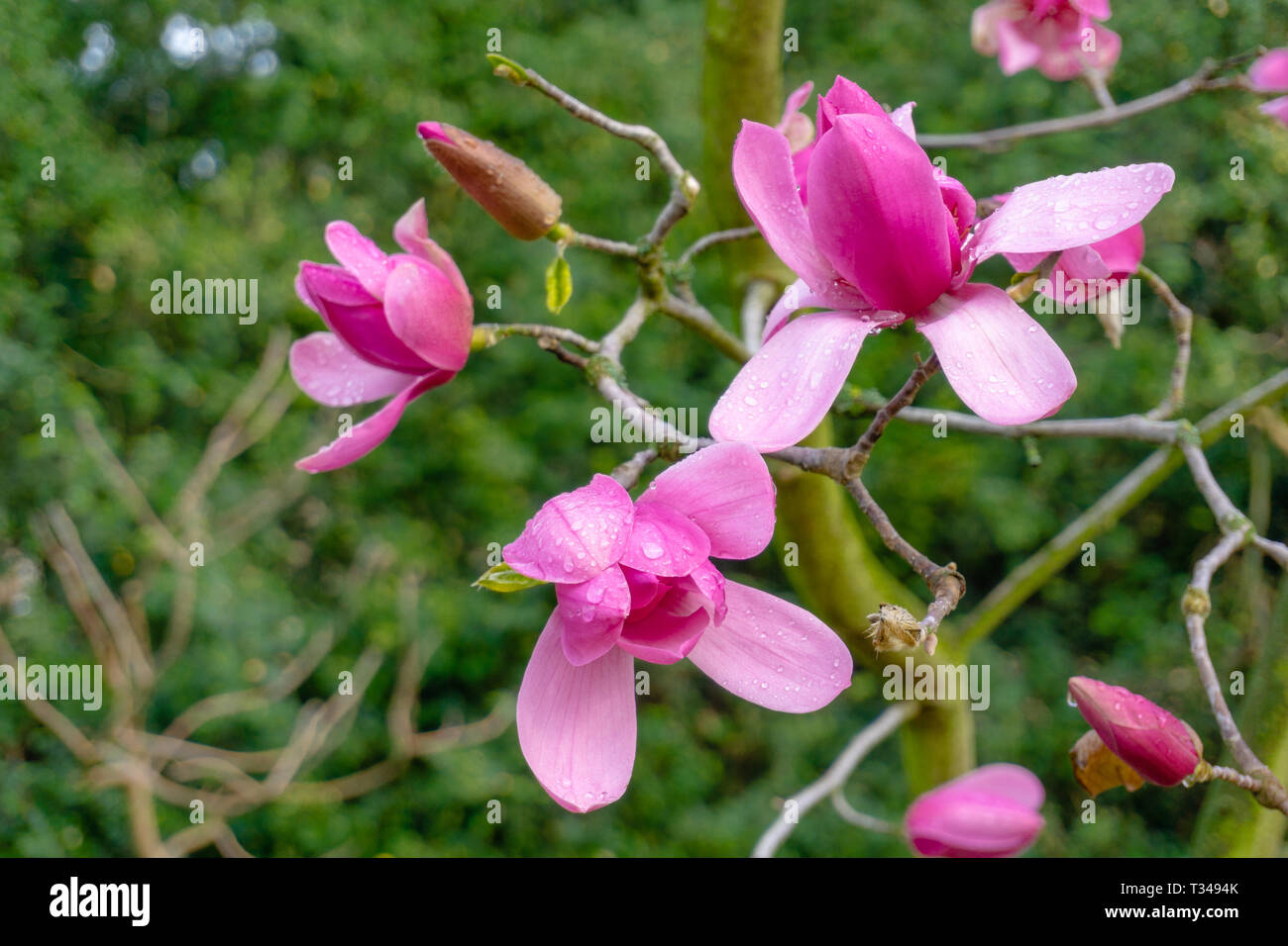 Close-up of a beautiful purple Magnolia liliiflora Flower with