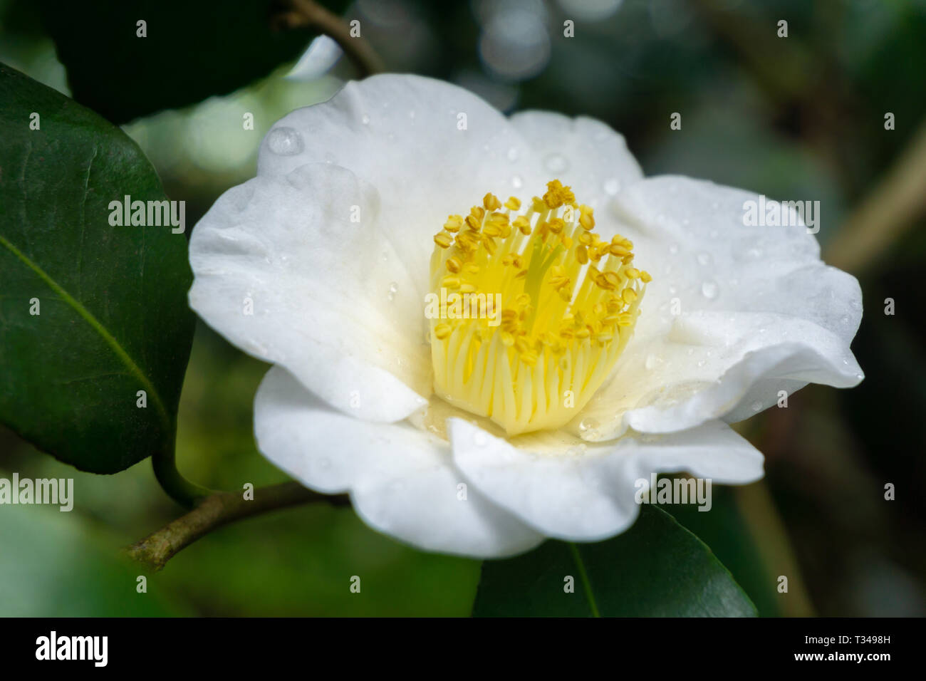 Camellia japonica yukimi guruma hi-res stock photography and images - Alamy