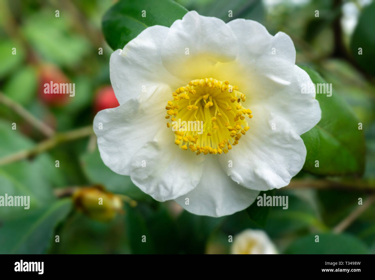 Camellia japonica white hi-res stock photography and images - Alamy
