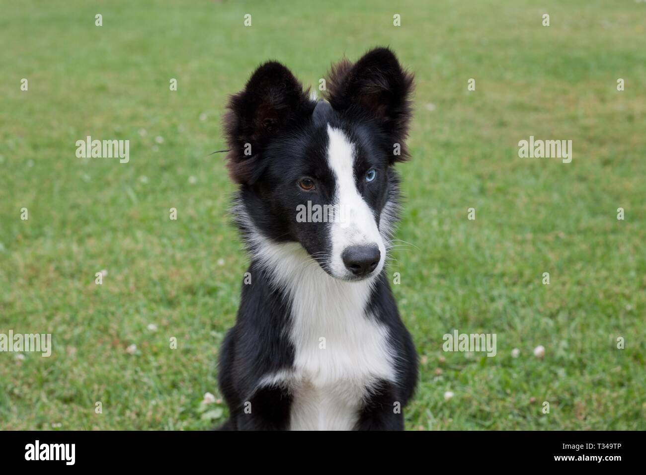 Cute yakutian laika puppy with different eyes is sitting on a green meadow. Pet animals. Purebred dog. Stock Photo