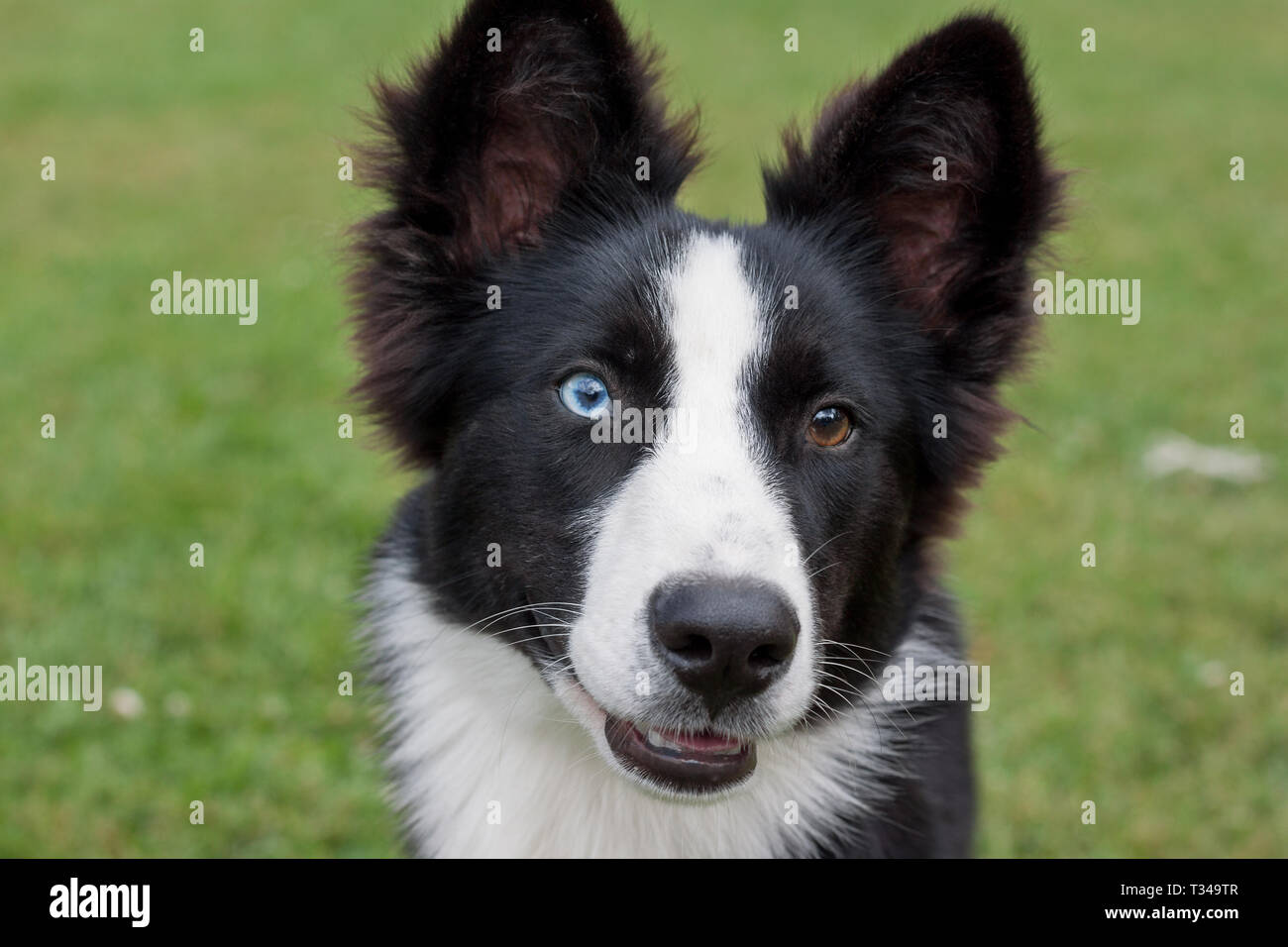 Portrait Of Cute Yakutian Laika Puppy With Different Eyes Close Up Pet Animals Purebred Dog Stock Photo Alamy