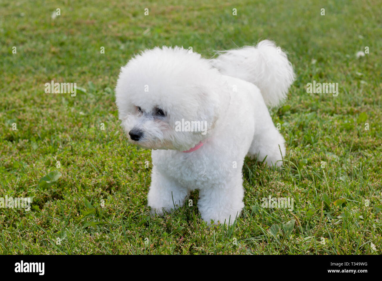 Cute bichon frise is standing in the green grass. Pet animals. Purebred dog. Stock Photo