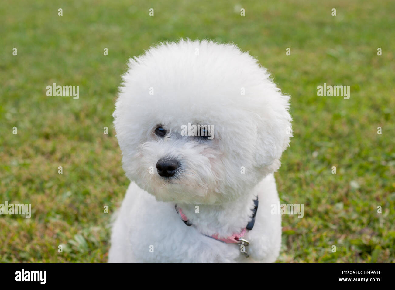 Cute bichon frise is sitting on a spring meadow. Close up. Purebred dog. Pet animals. Stock Photo