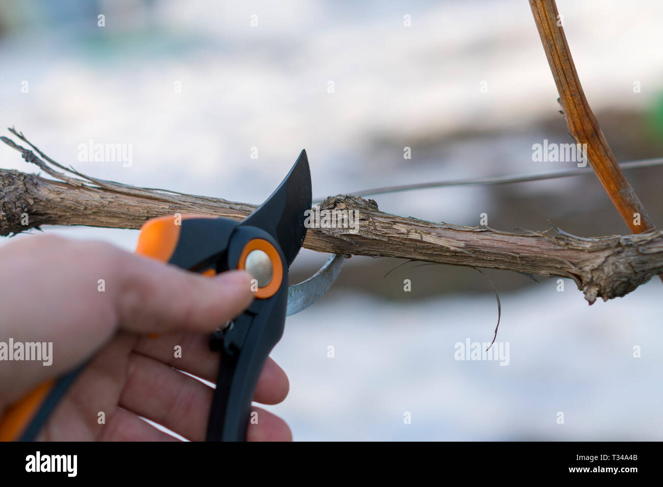 Trimming the tree with a cutter. Spring pruning of fruit trees. pruner