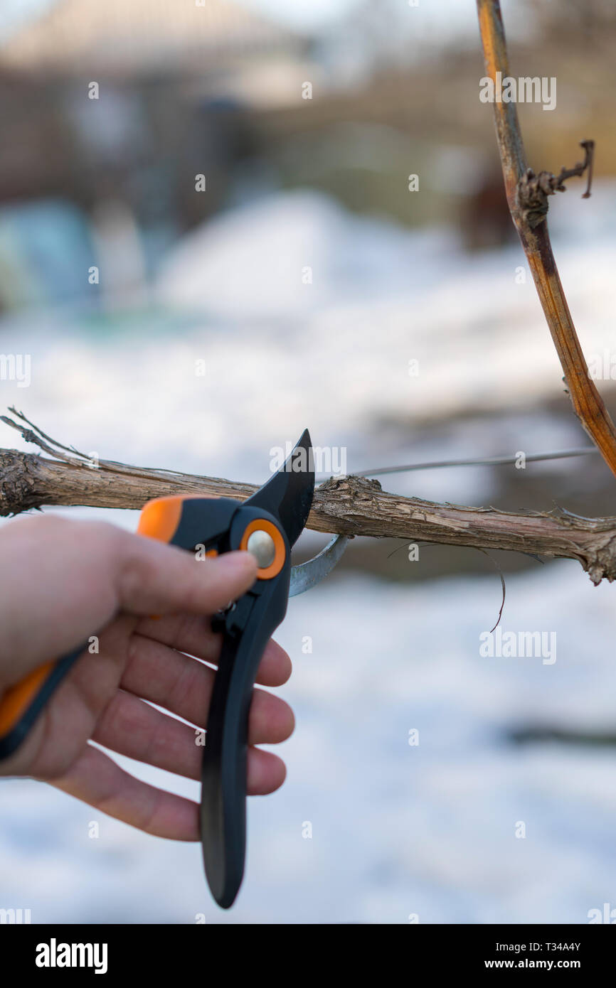 Trimming the tree with a cutter. Spring pruning of fruit trees. pruner cuts grape branch