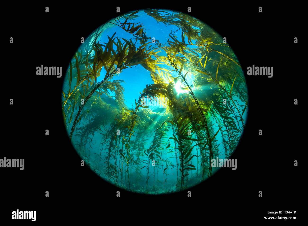 A wide circular fisheye perspective of a classic California kelp forest showing the canopy, blue water and reef structure. Stock Photo
