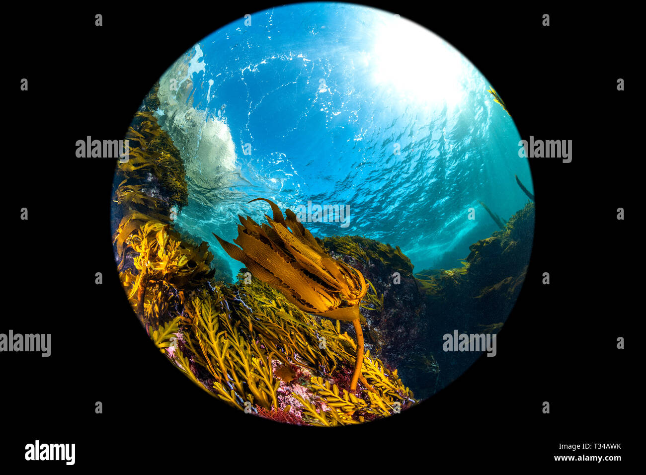 A wide circular fisheye perspective of a classic California kelp forest showing the canopy, blue water and reef structure. Stock Photo
