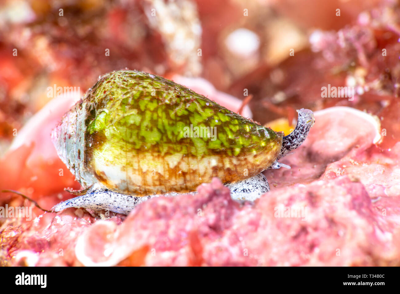 A super macro image of a tiny green cone snail shows its snout and eye as it makes its way across a reef. Stock Photo