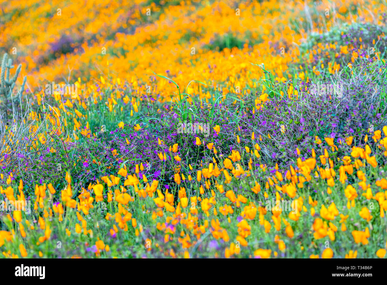 Purple california wildflowers hi-res stock photography and images - Alamy