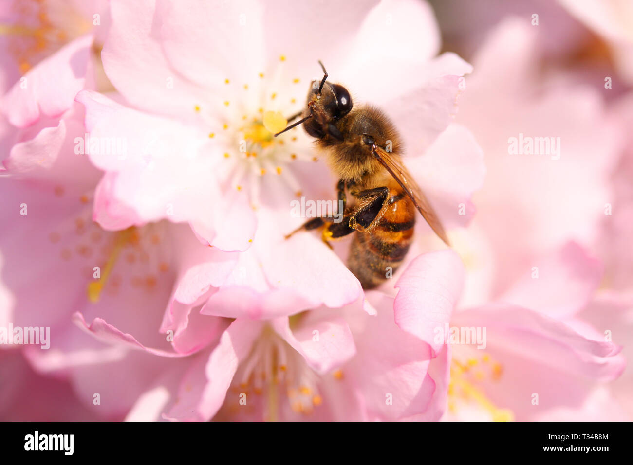 Bee sitting on a beautiful blooming Japanese pink cherry blossom in ...