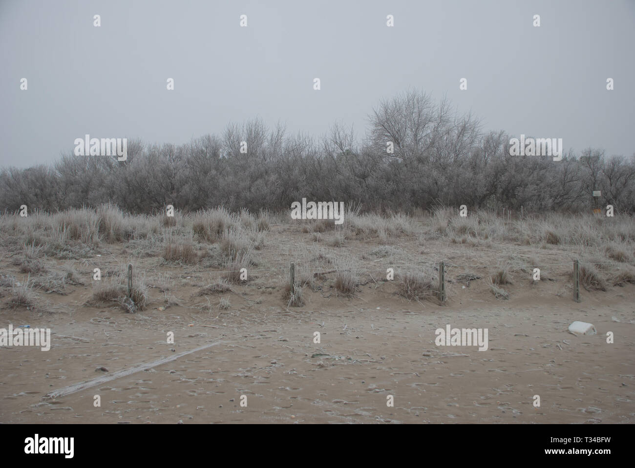 Snowfall over pine tree hi-res stock photography and images - Alamy