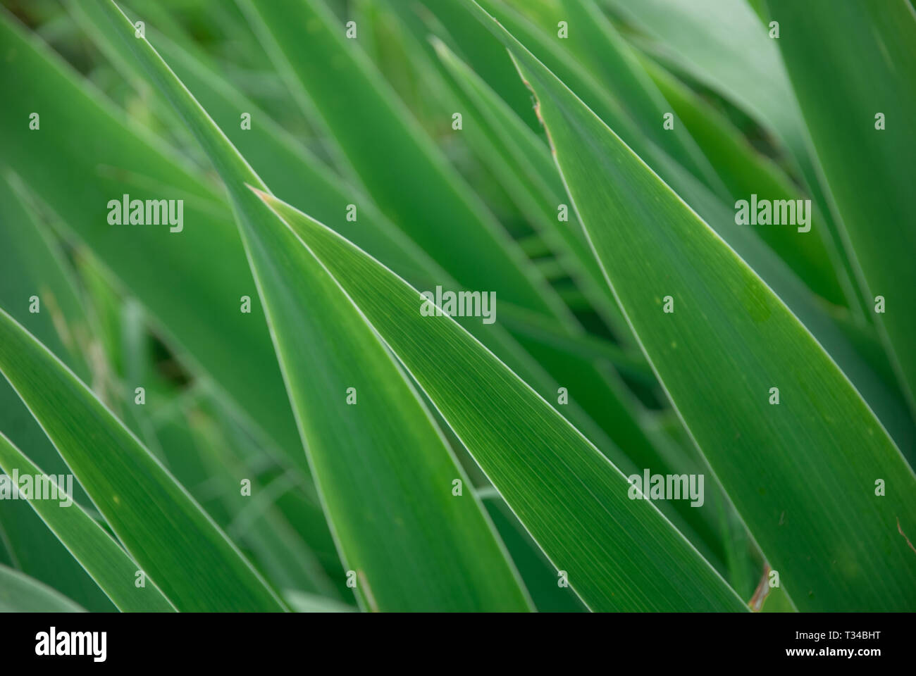 Close-up of acuminate green leaves in the field Stock Photo