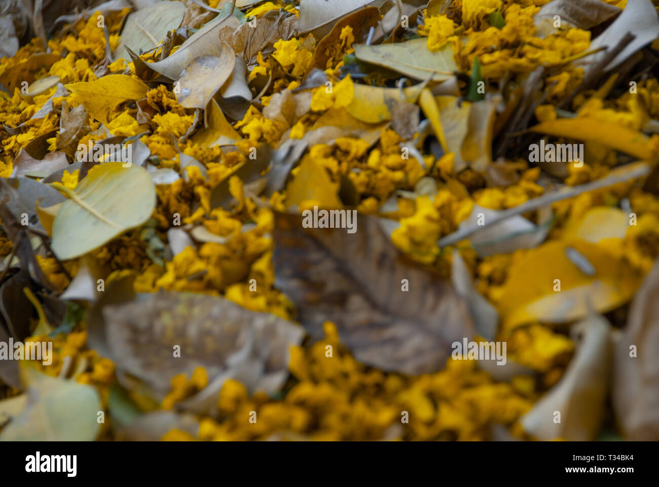 Autumn colors, yellow leaves fallen to the ground Stock Photo - Alamy