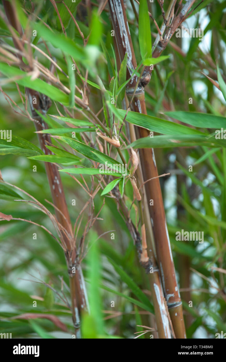 Green bamboo stems leaves hi-res stock photography and images - Alamy