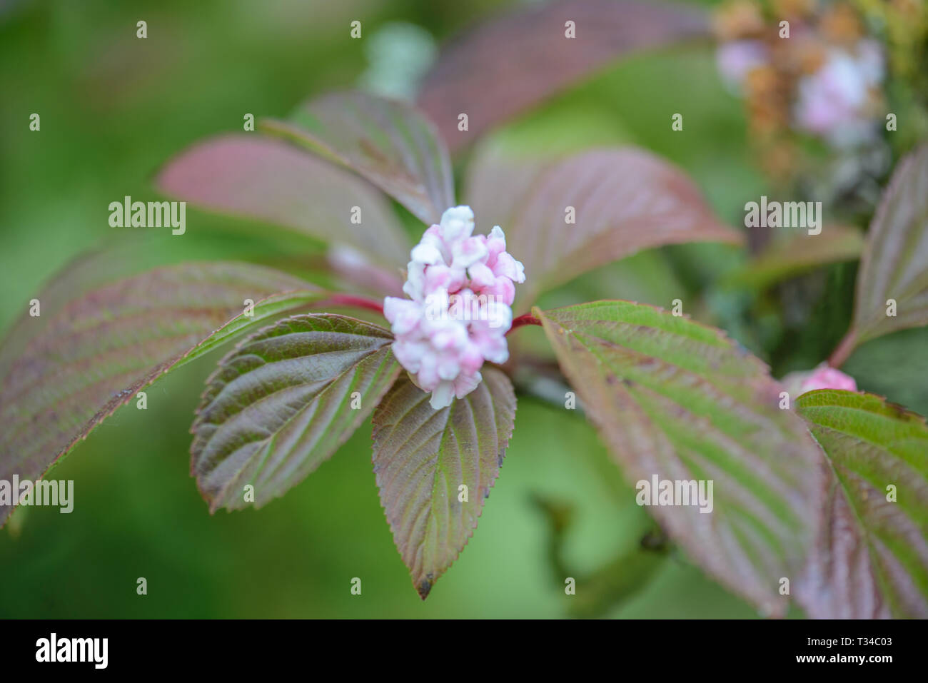 Viburnum Bodnantense ‘Dawn’ – Arbuste Caduc Résistant Pour Jardin En Pot 3L