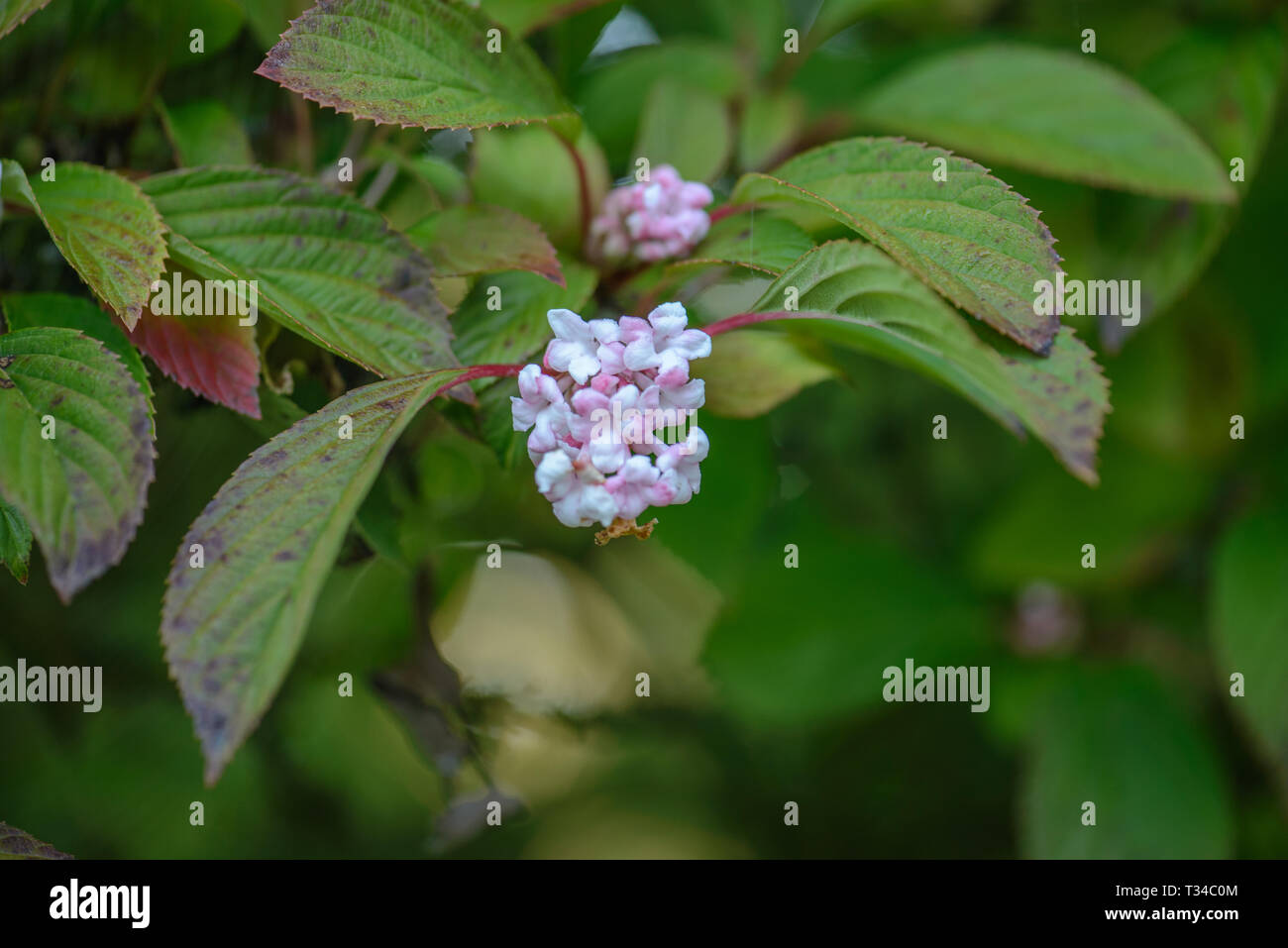 Viburnum x bodnantense Dawn Stock Photo - Alamy