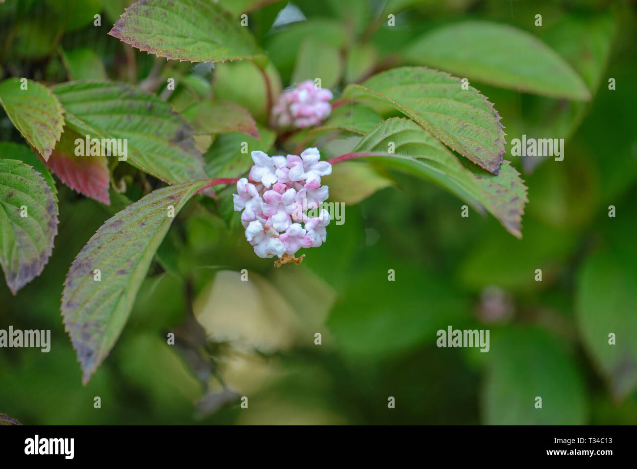 Viburnum x bodnantense Dawn Stock Photo Alamy