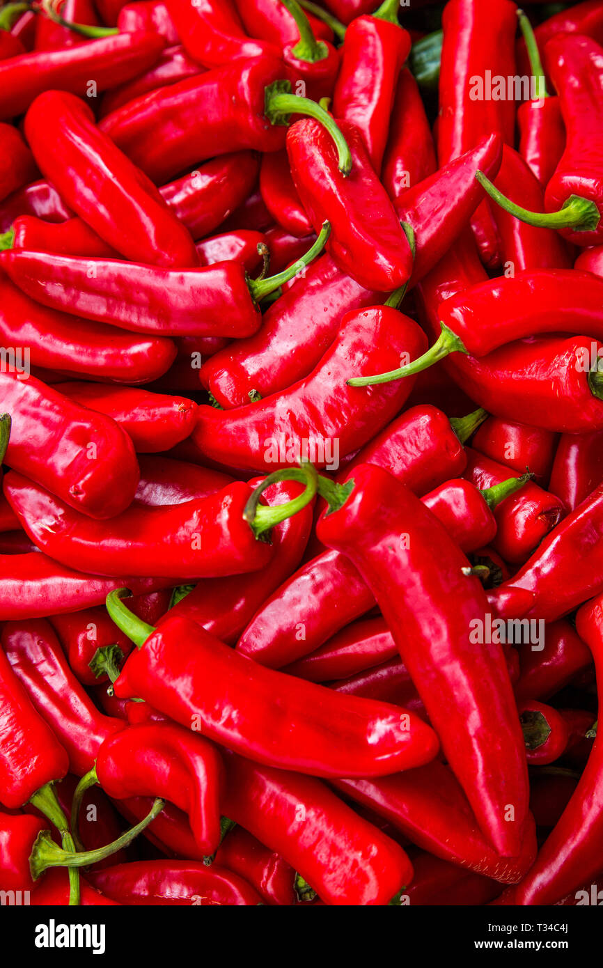 Home grown red chili peppers. Stock Photo