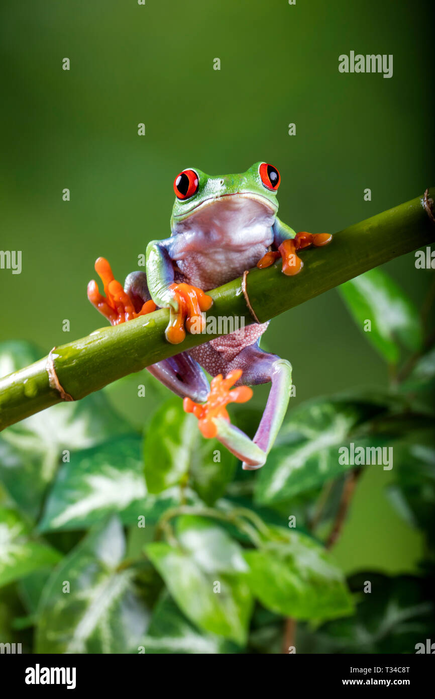 Hanging on ! A Red Eye Tree Frog struggles to keep a grip - symbolising insecurity or possible mis-haps. With Release. Stock Photo